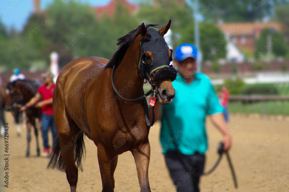 Racehorse being led by handler on the track back to the barns after winning race Racehorse being led by handler on the track back to the barns after winning race