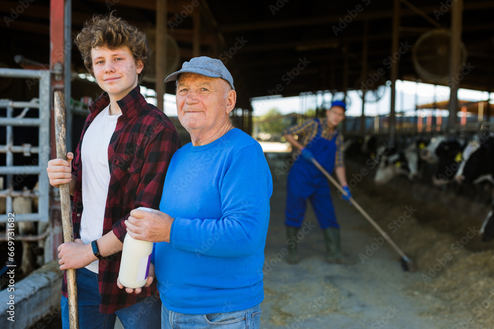 Fototapeta premium Elderly farmer and his assistant grandson with bottle of milk on the background of cows in a stall