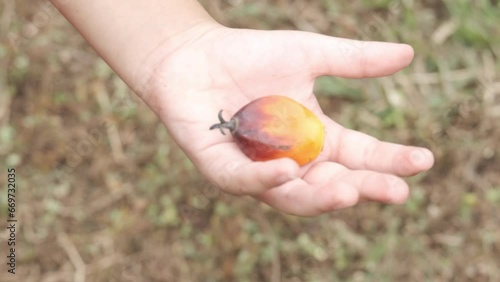 A handheld following footage showing palm fruit from boy hand. Palms industry is Malaysia future. 