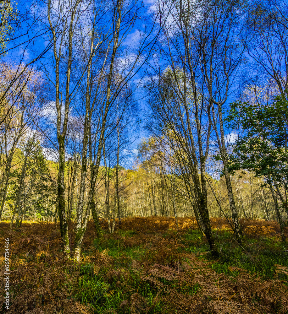 Ireland's Vail of Clara Forrest displays autumn colors and fall foliage Ireland's Vail of Clara Forrest displays autumn colors and fall foliage