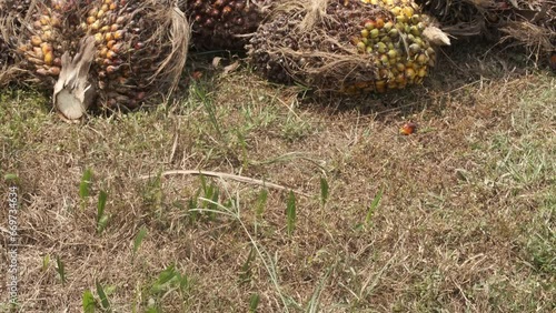 A handheld role up footage pile harvest bunch of palm fruits at the roadside. Palm industry are the main plantation in Malaysia. 