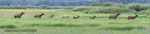 Elk Crossing Meadow © George Erwin Turner