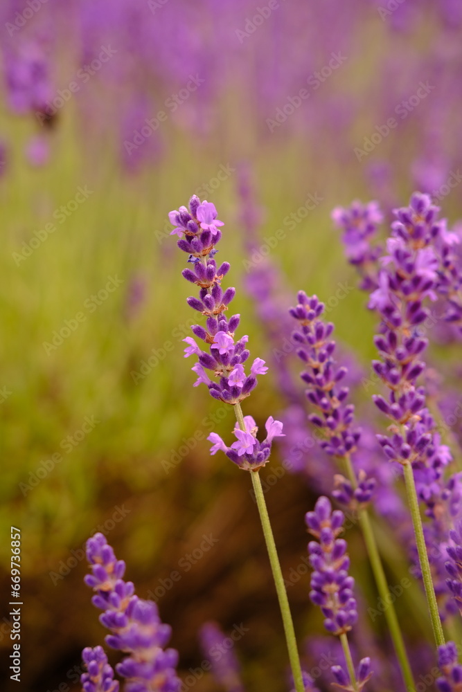 Obraz premium Close up of lavender and bee is flying around. High quality vertical foto