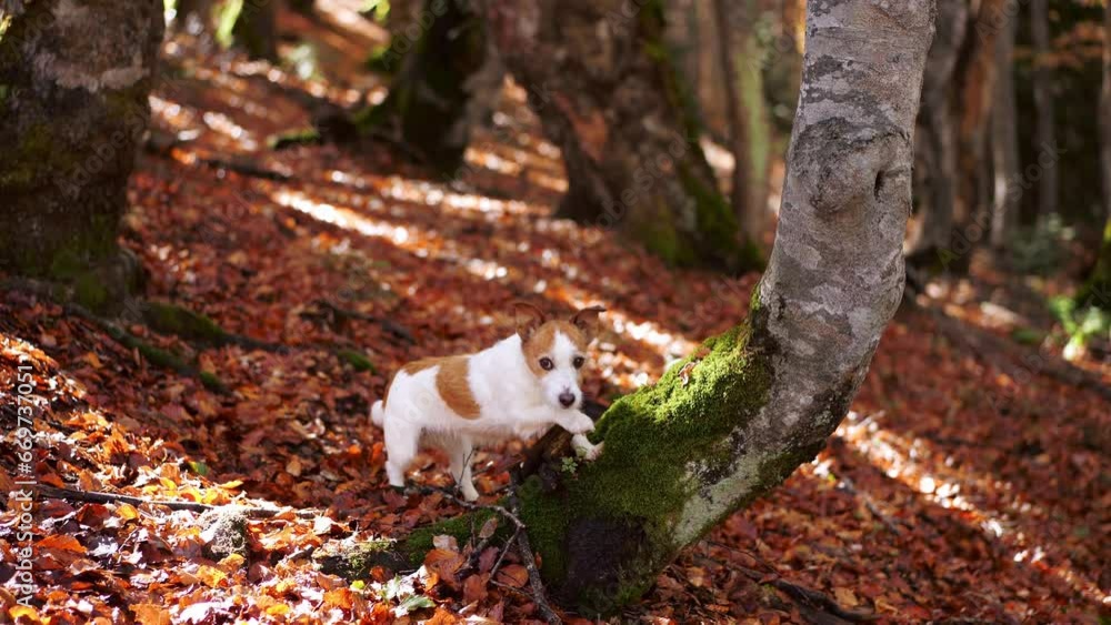 Jack Russell Terrier climbing a tree in forest. Energetic dog amidst autumn foliage actively explores, suggesting a sense of adventure Jack Russell Terrier climbing a tree in forest. Energetic dog amidst autumn foliage actively explores, suggesting a sense of adventure