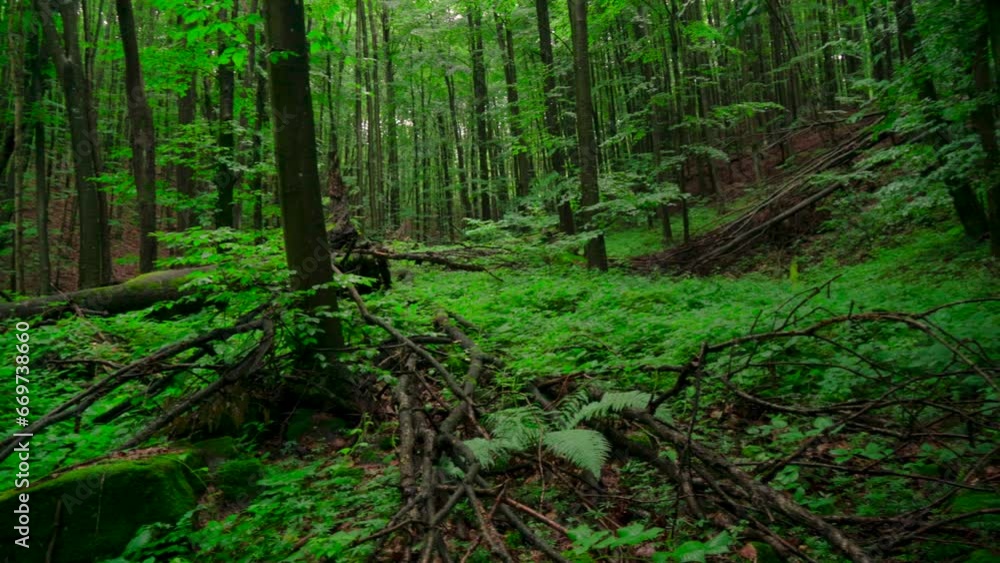 green forest 2 green forest 2