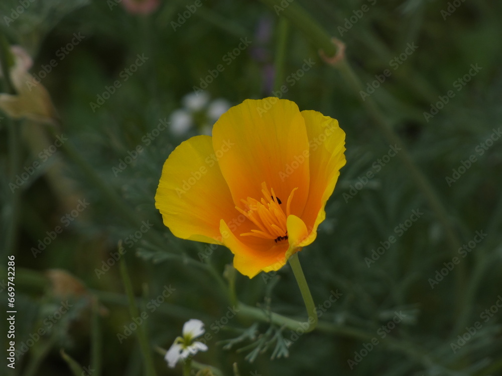 poppy flower poppy flower