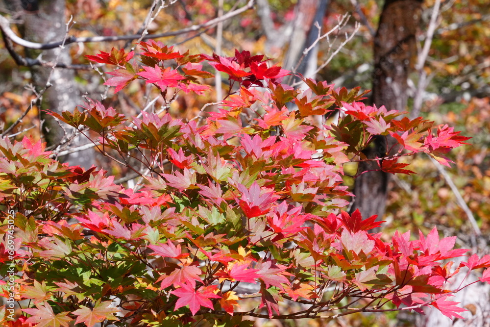 秋のモミジ「紅葉狩り」真っ赤できれいなコハウチワカエデ