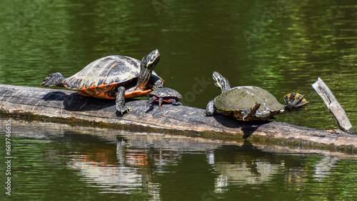 Family of Midland Painted Turtles (Chrysemys picta) Basking on Submerged Log in Lagoon photo