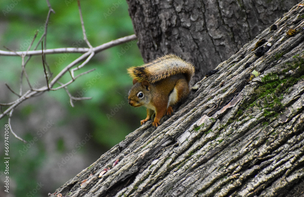 Red Squirrel (Tamiasciurus hudsonicus) on Fallen Tree in Forest Red Squirrel (Tamiasciurus hudsonicus) on Fallen Tree in Forest
