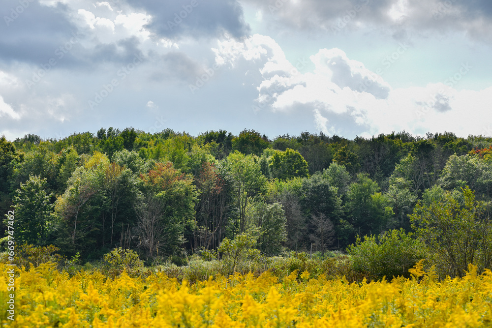 Goldenrod Field in Front of Forest on Cloudy Day