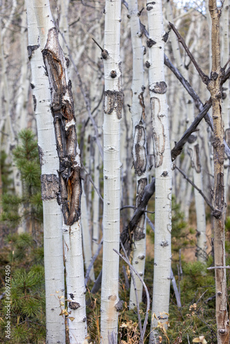 Aspen Trees in Rocky Mountains of Colorado