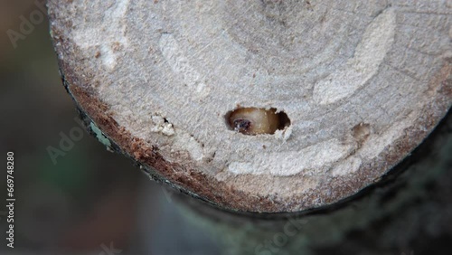 bark beetle larva in hole of tree