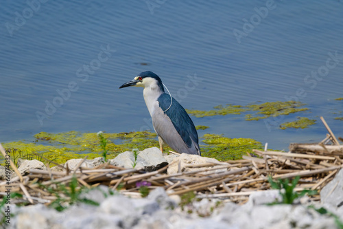 A Black-Crowned Night-Heron on the banks of a marsh at Howard Marsh Metropark, near Curtice, Ohio. © James W. Thompson