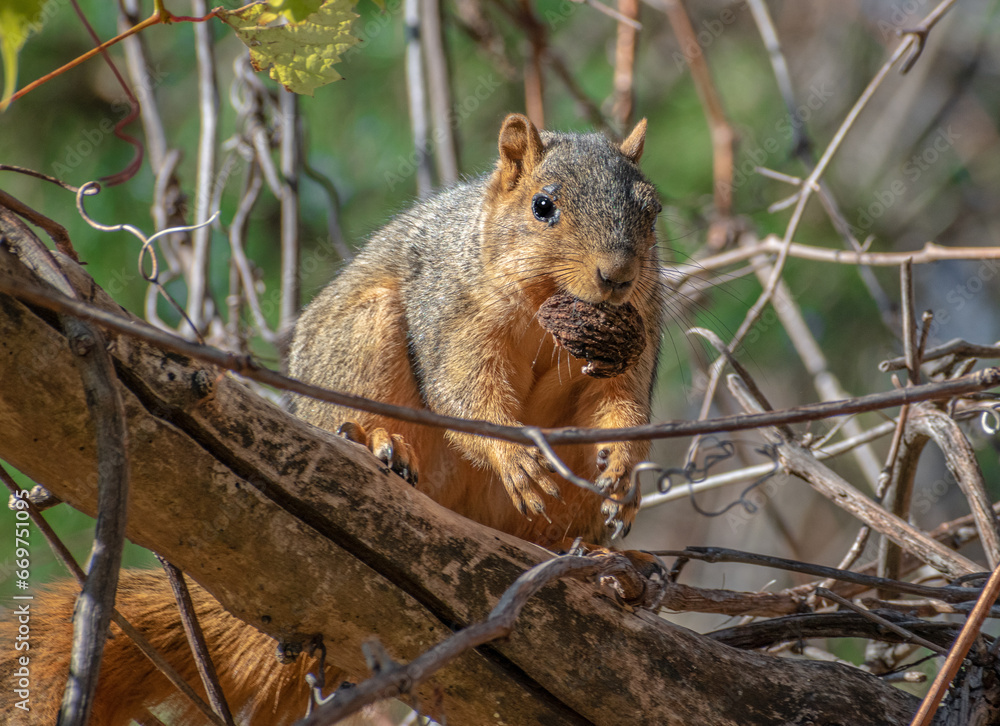 Fox Squirrel (Sciurus niger) Eating a Nut. Fox Squirrel (Sciurus niger) Eating a Nut.