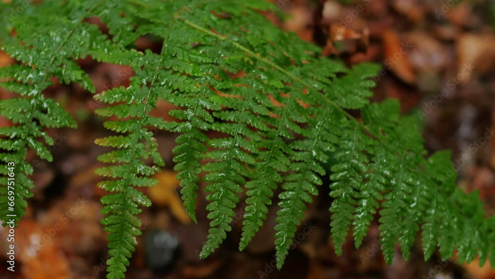 Rain, lush forest, green fern leaves glowing green Rain, lush forest, green fern leaves glowing green