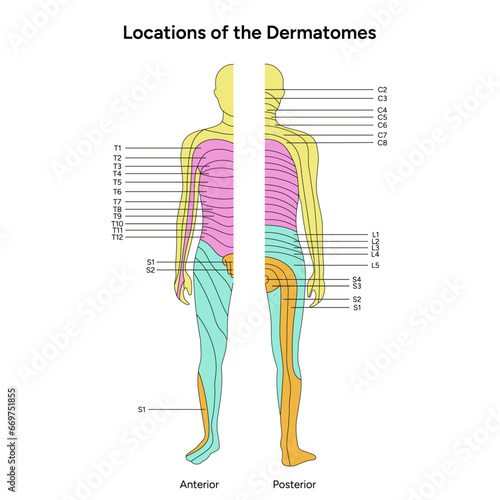 Location of the dermatomes major dermatomes and cutaneous nerves anterior and posterior view