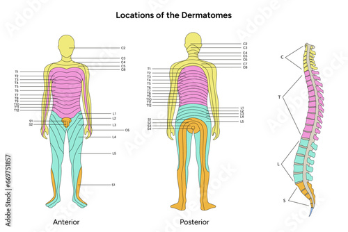 Location of the dermatomes major dermatomes and cutaneous nerves anterior and posterior view