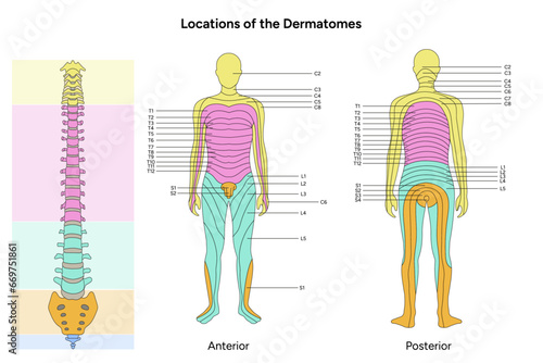 Location of the dermatomes major dermatomes and cutaneous nerves anterior and posterior view spinal cord photo