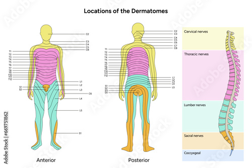 Location of the dermatomes major dermatomes and cutaneous nerves anterior and posterior view photo