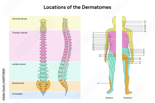 Location of the dermatomes major dermatomes and cutaneous nerves anterior and posterior view spinal cord photo
