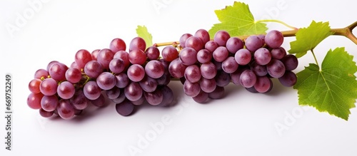 Grape cultivated in vineyard