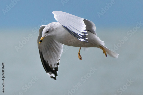 Ring-billed Gull  Larus delawarensis  in Flight Over Lake Erie.