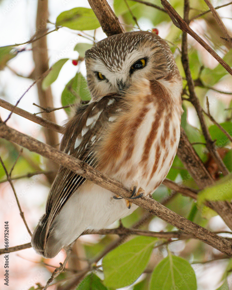 Northern Saw-whet Owl (Aegolius acadicus) Perched in Bush Northern Saw-whet Owl (Aegolius acadicus) Perched in Bush