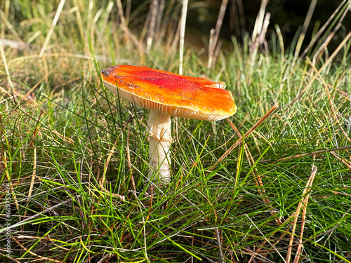 fly mushroom in autumn forest