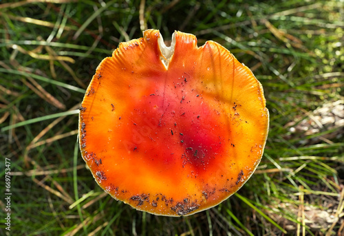 orange mushroom in the grass