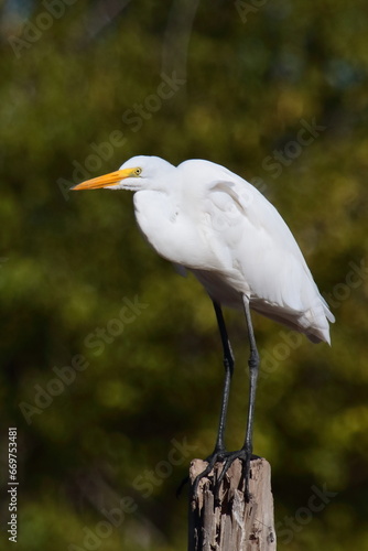 Garza blanca photo