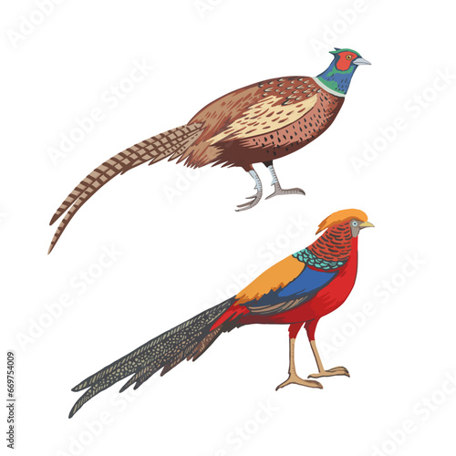Male ring-necked pheasant and golden pheasant. Detailed vector color illustration isolated on white background.