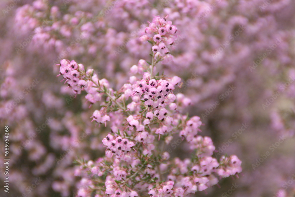 Calluna Vulgaris, common heather, ling, heather with pink flowers Calluna Vulgaris, common heather, ling, heather with pink flowers