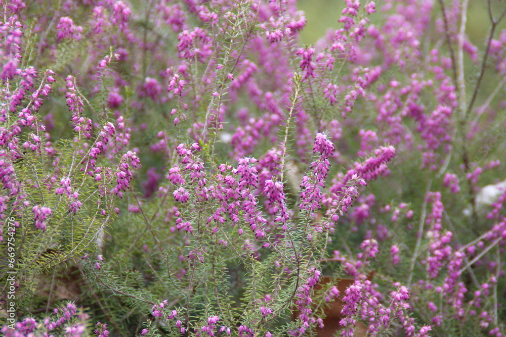 Obraz premium Calluna Vulgaris, common heather, ling, heather with pink flowers