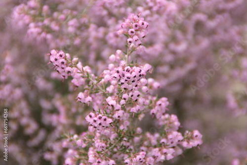 Calluna Vulgaris, common heather, ling, heather with pink flowers
