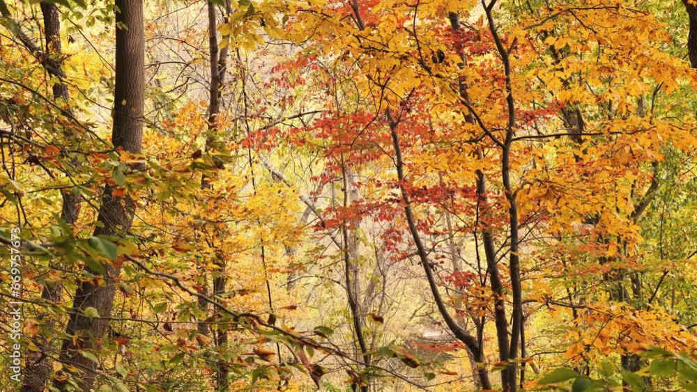 Amazing colorful foliage of trees and shrubs in October. Amazing colorful foliage of trees and shrubs in October.