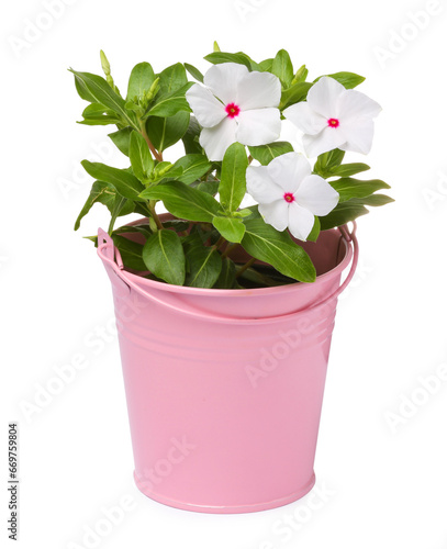 Beautiful catharanthus flower in pink pot isolated on white photo