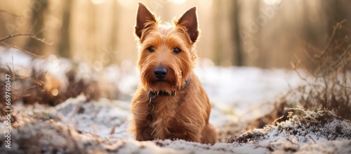 Winter forest with a red haired scotch terrier © AkuAku