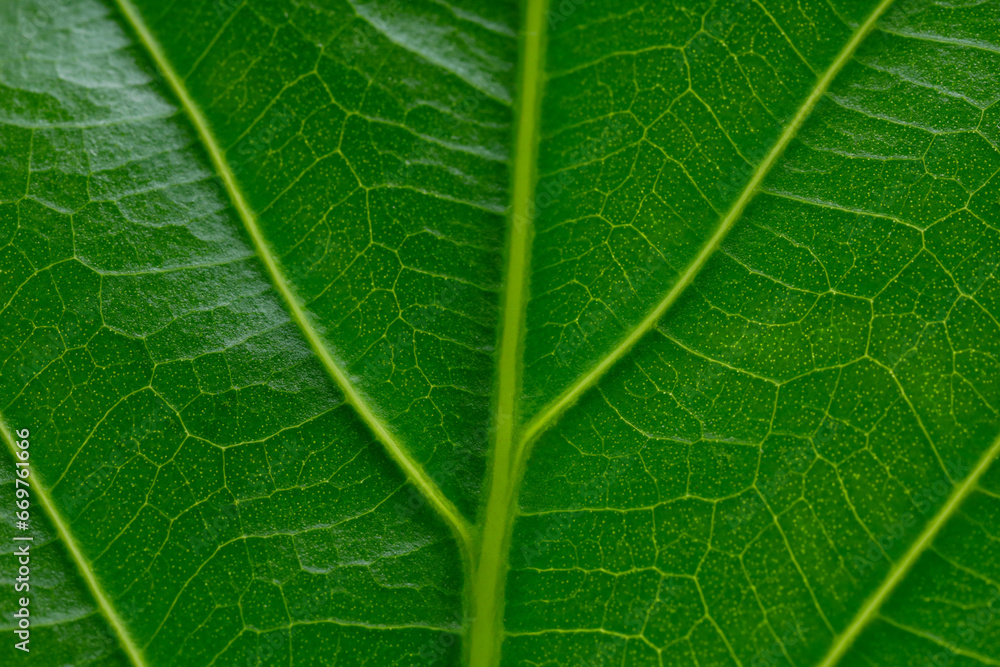 Macro photo of green leaf as background, top view Macro photo of green leaf as background, top view
