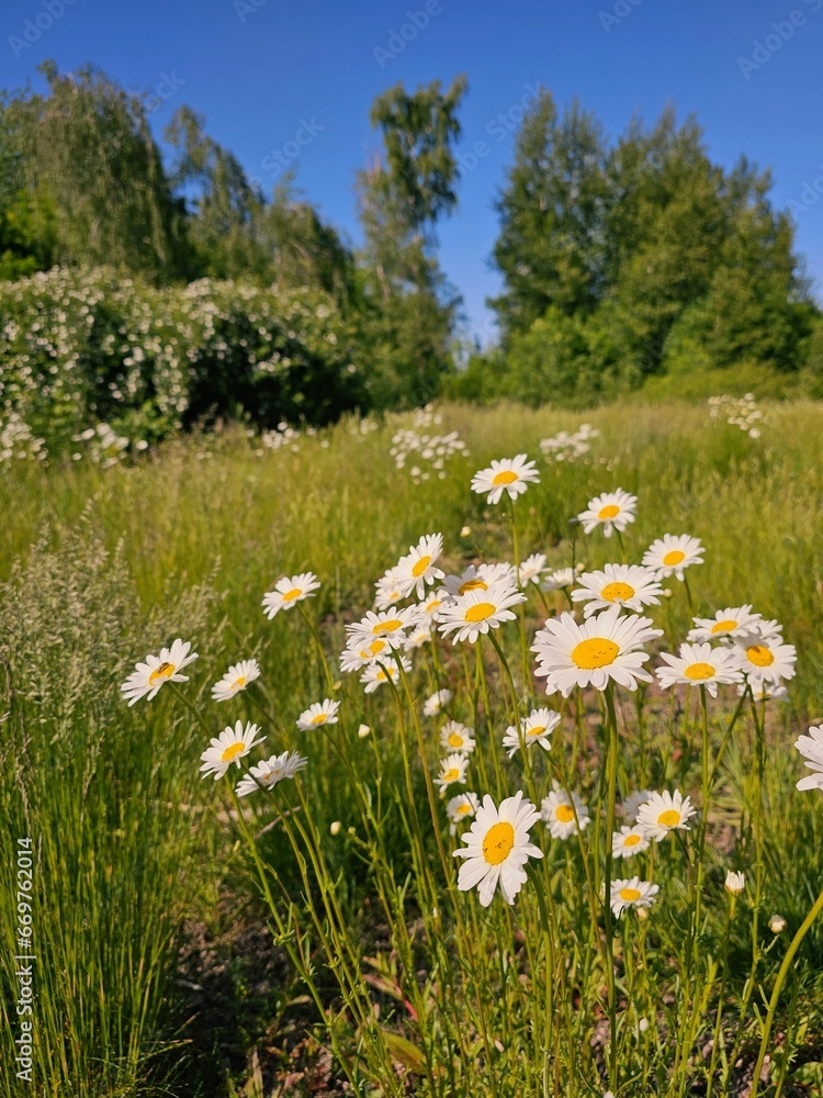meadow with daisies