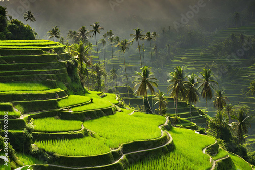 Bali Landscape Images, The bali indonesia terraced rice fields vibrant culture,