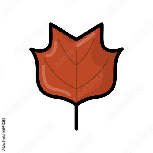 Tulip Poplar Leaf