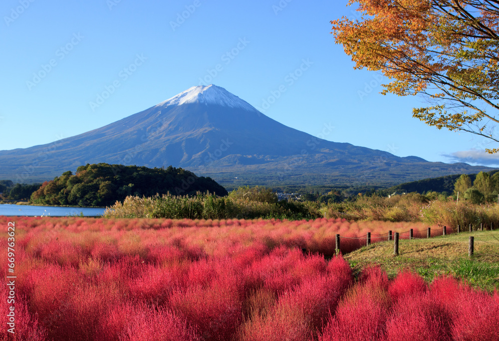 Fototapeta premium 川口湖畔の紅く色づいた可愛いコキアと朝日に照らされた富士山