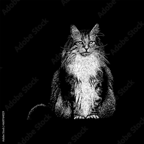 фотографія Norwegian Forest hand drawing vector isolated on black background