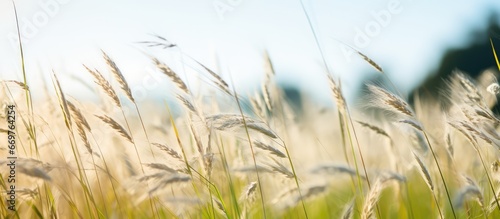 Flowering grasses and plants in a sunny meadow including sweet vernal grass and common bent