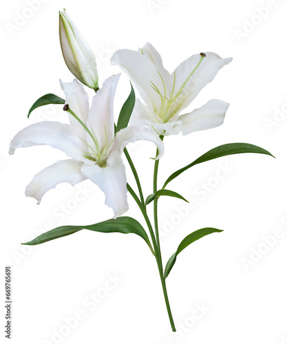 Fototapeta Naklejka Na Ścianę i Meble -  White Lily flower bouquet isolated on transparent background