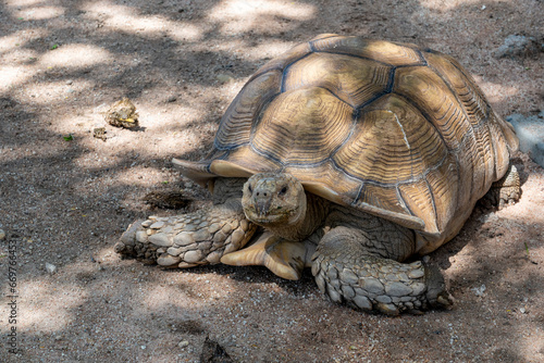  African spurred tortoise (Centrochelys sulcata) is a species of terrestrial turtle. The largest of the African land turtles and the third largest in the world after the elephant and giant tortoises. photo