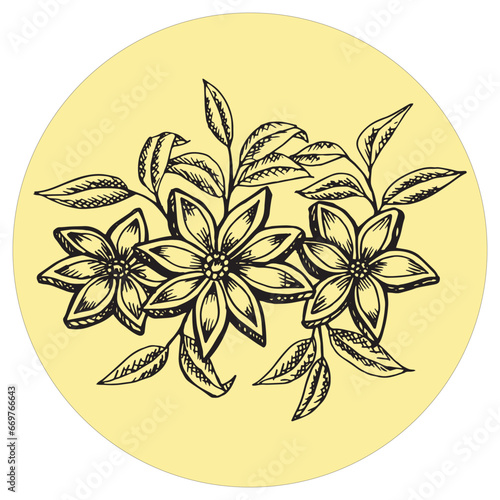 Herb of star anise hand drawn illustration vector isolated 