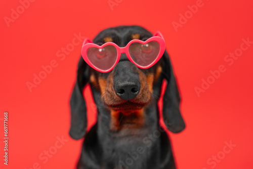 Portrait of cute dachshund dog in heart-shaped glasses on red background, indifference in relationship. Stylized valentine day accessory, party gift Dating site advertising photo