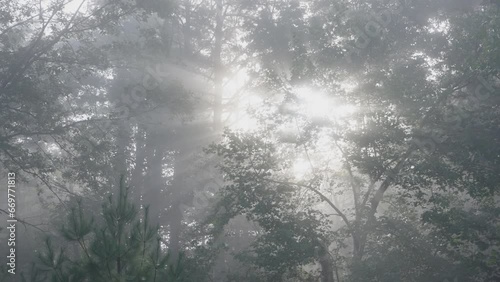 Sun rays through the trees #1