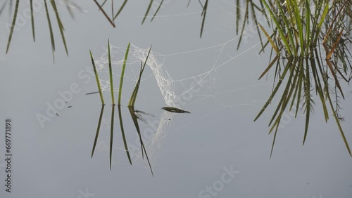 Reeds and spider web at dawn
